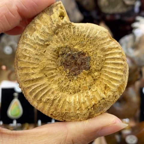 石材马达加斯加螺化石