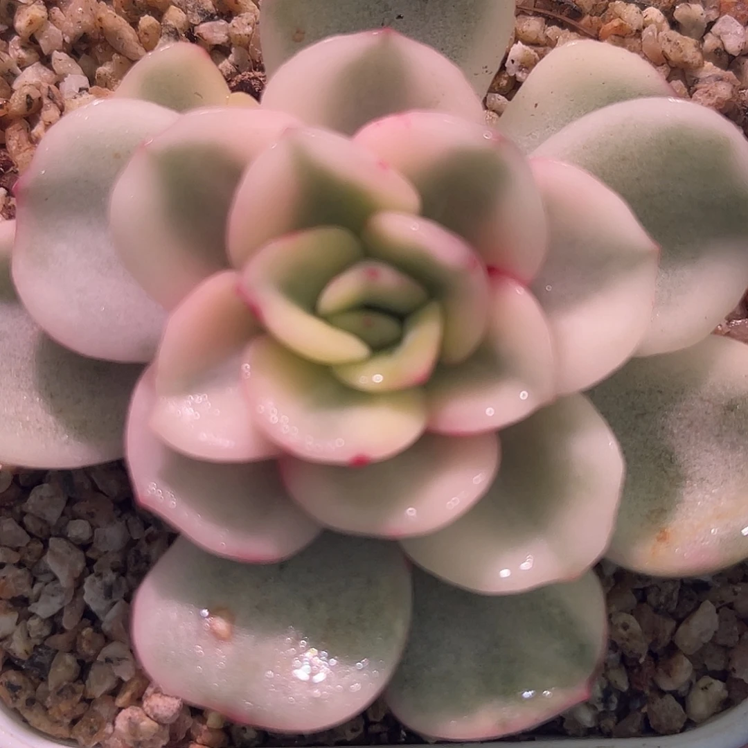 尚品园艺福利唯一锦