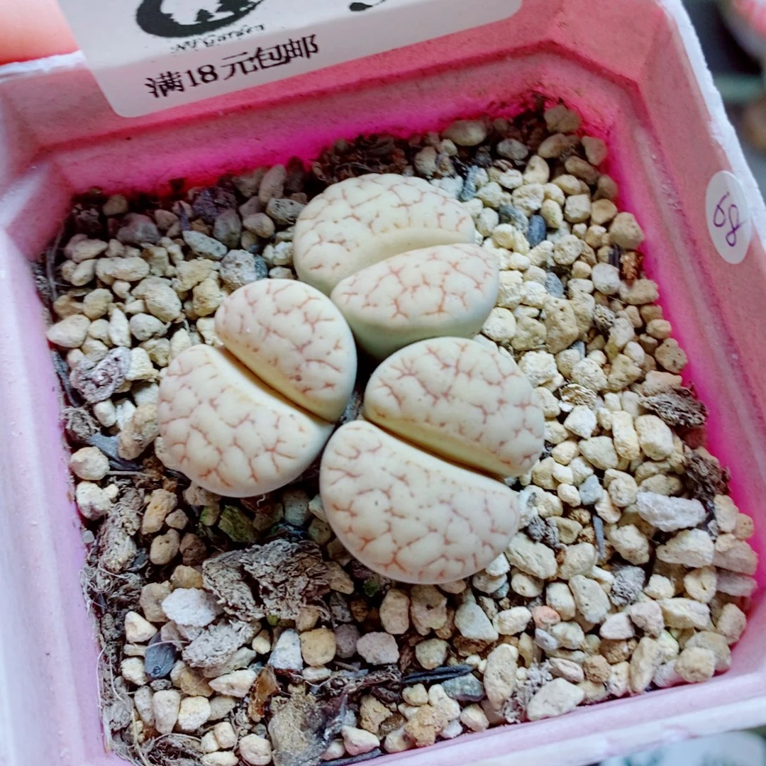 生石花花花花开了510