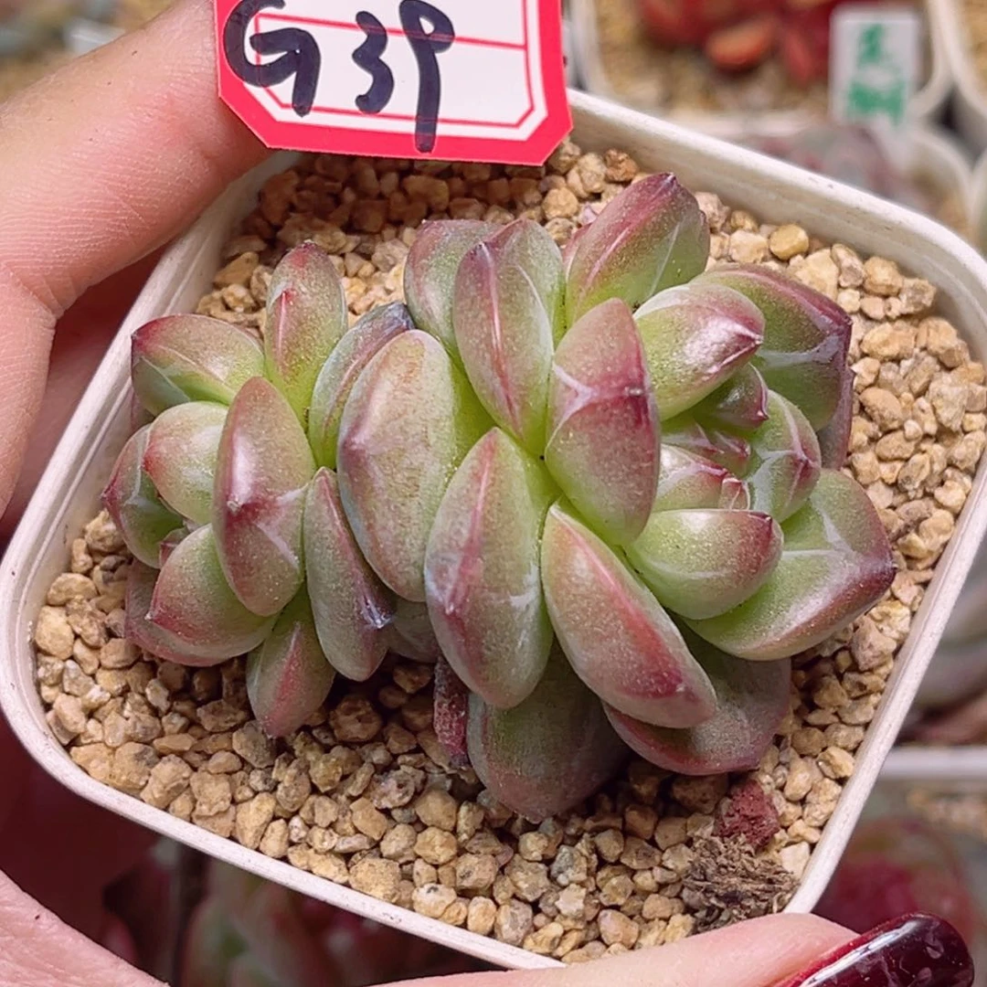 G39一物一拍 克林姆林