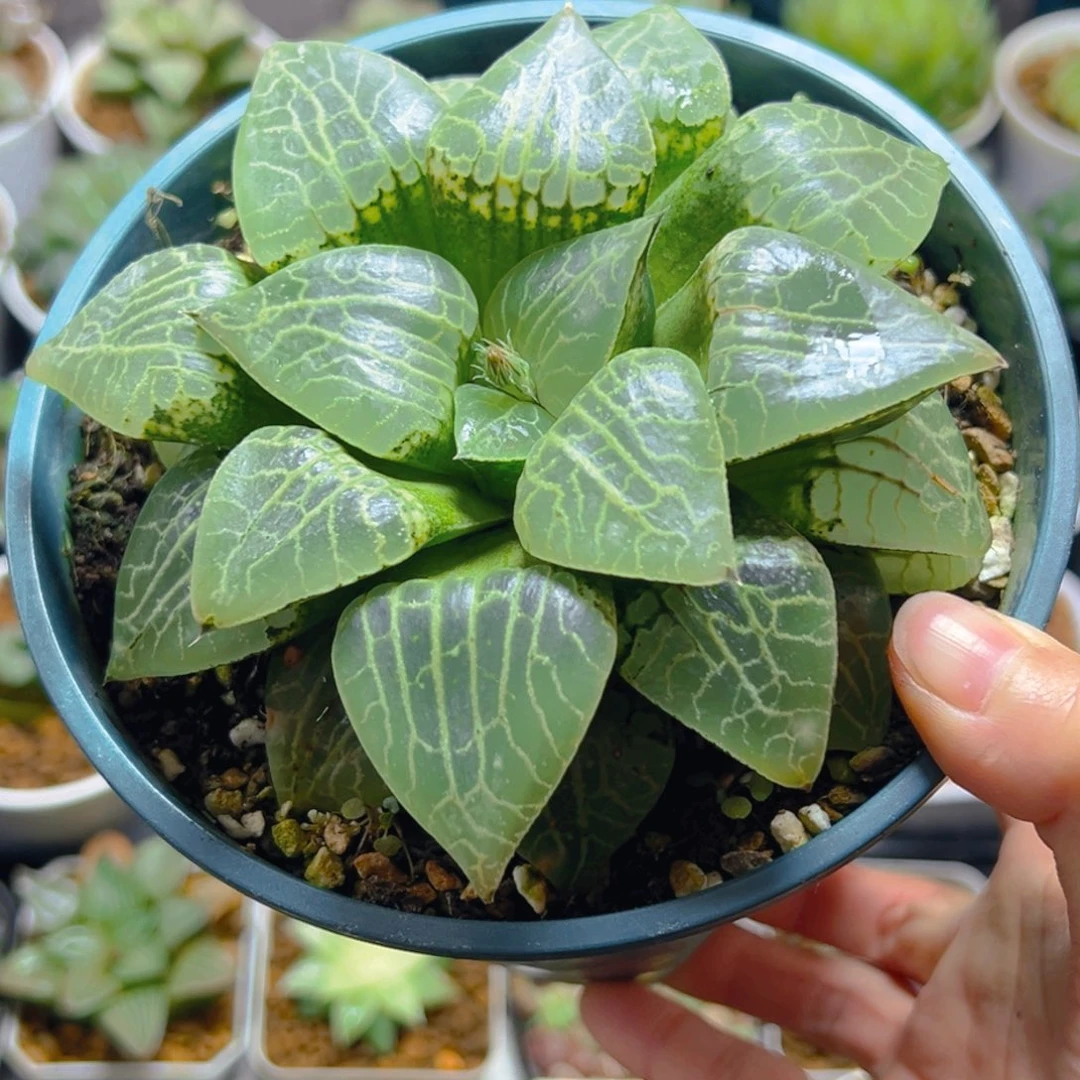 加仑盆康平玉露多肉多肉