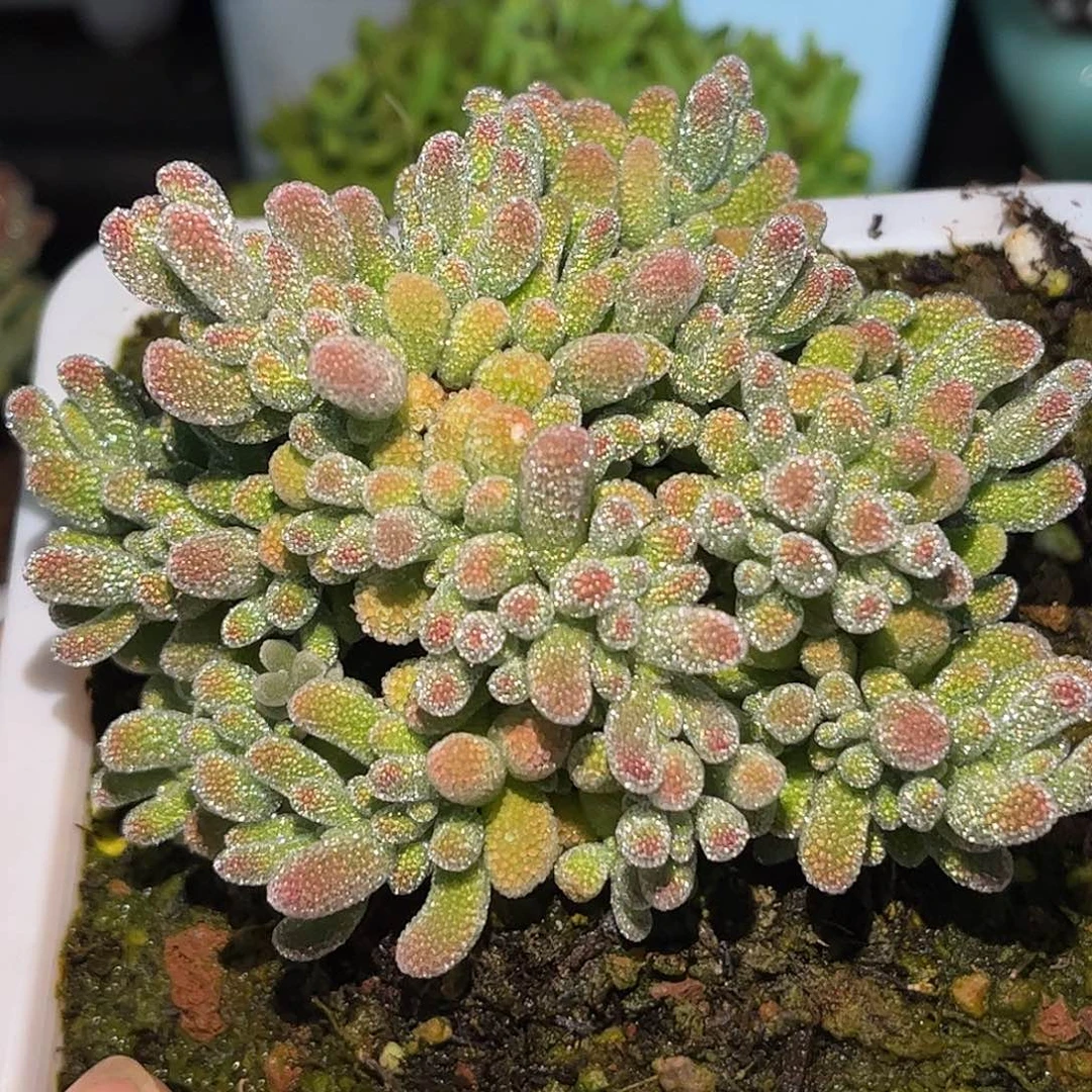 25五彩冰晶优选枝干