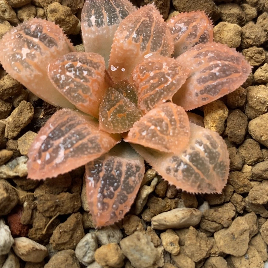 567糊斑具味城锦，，
