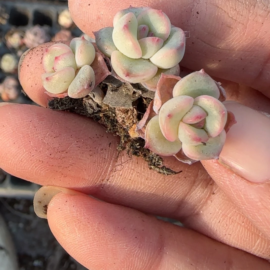 小卡拉米糖心一物一拍