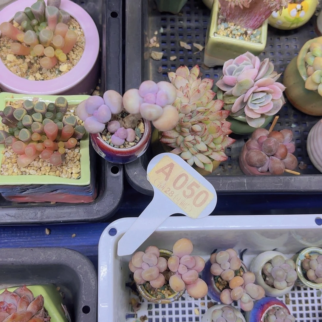 土***条A050水光针一物语拍