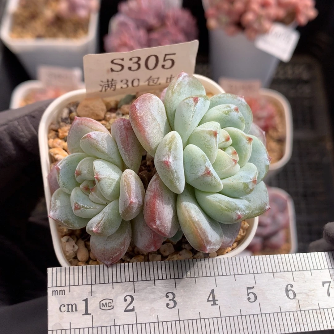 305。五头潜力股。翡翠冰玉。