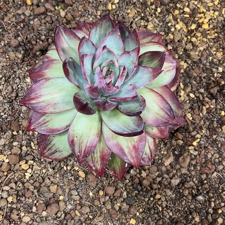 风***赢精品大大惊鸿红仙子多肉植物