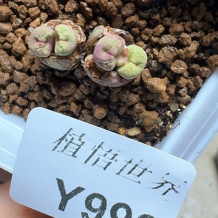 999盒多肉植物哇c f