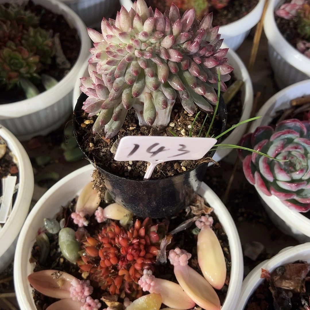 A***虞美人缀化143号多肉