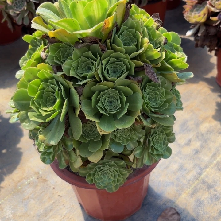 瑞妈多肉园艺541翡翠琉璃