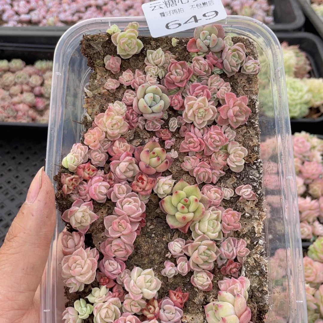 云糖心多肉植物649