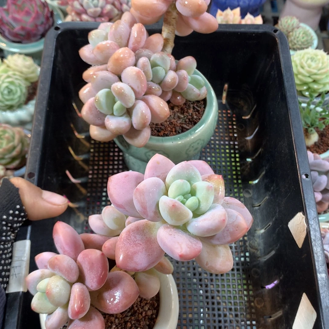 精控多肉植物5004