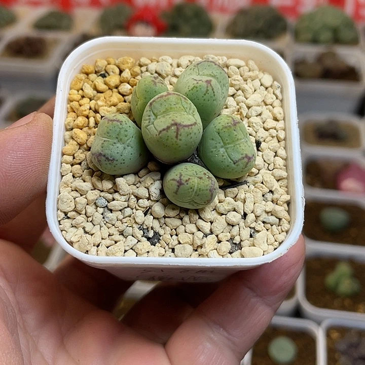 佳人园艺多肉生石花猴35.8