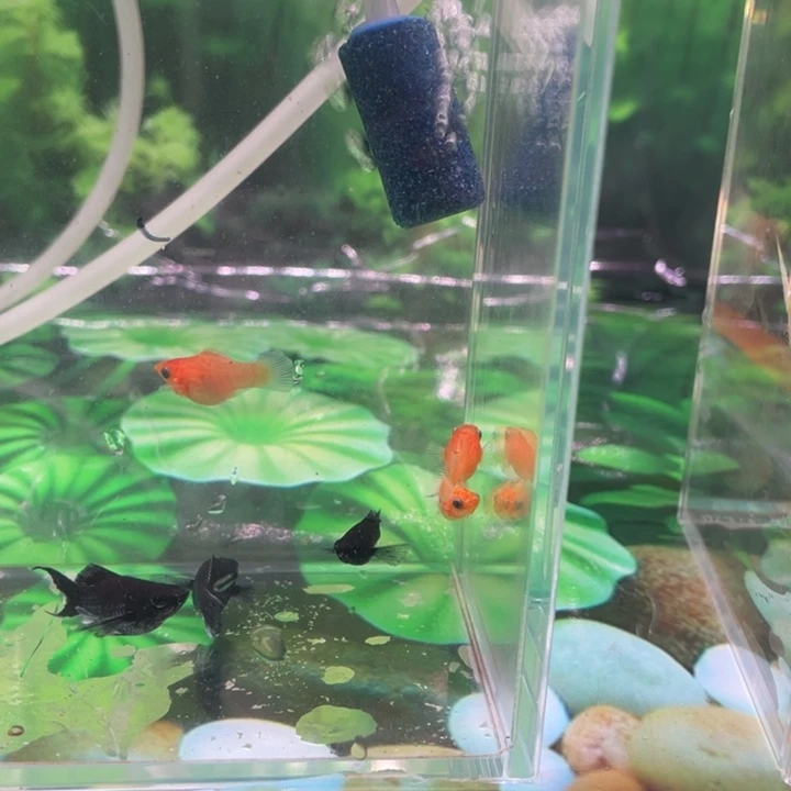 静***默精品玛丽球电镀3条2母1公