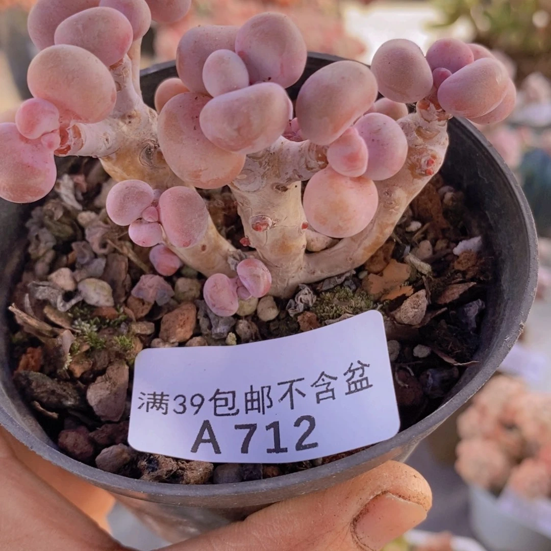 腰子桃蛋7cm712多肉酱