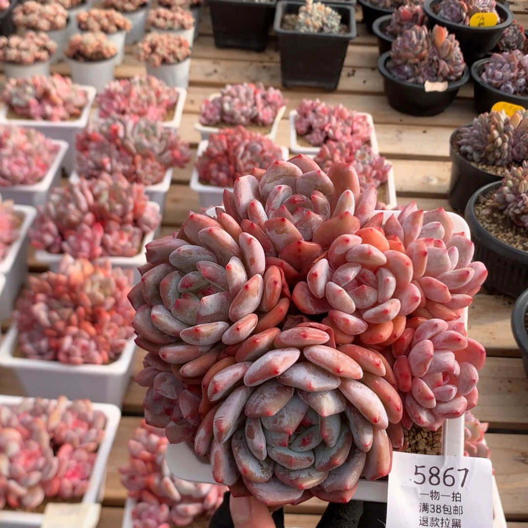 15厘米八头有砍溏心橙子 5867