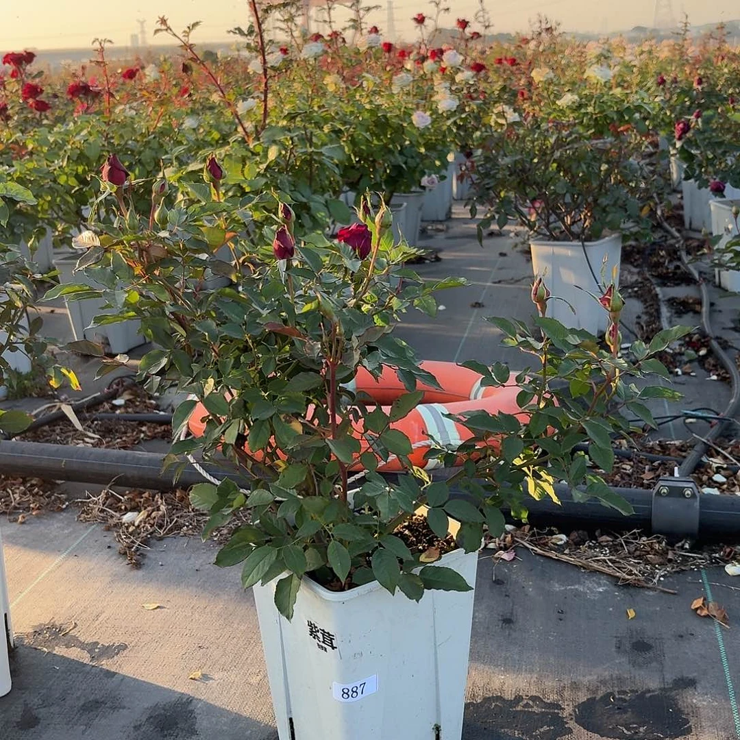 当前无花朵，栽培后可花朵887