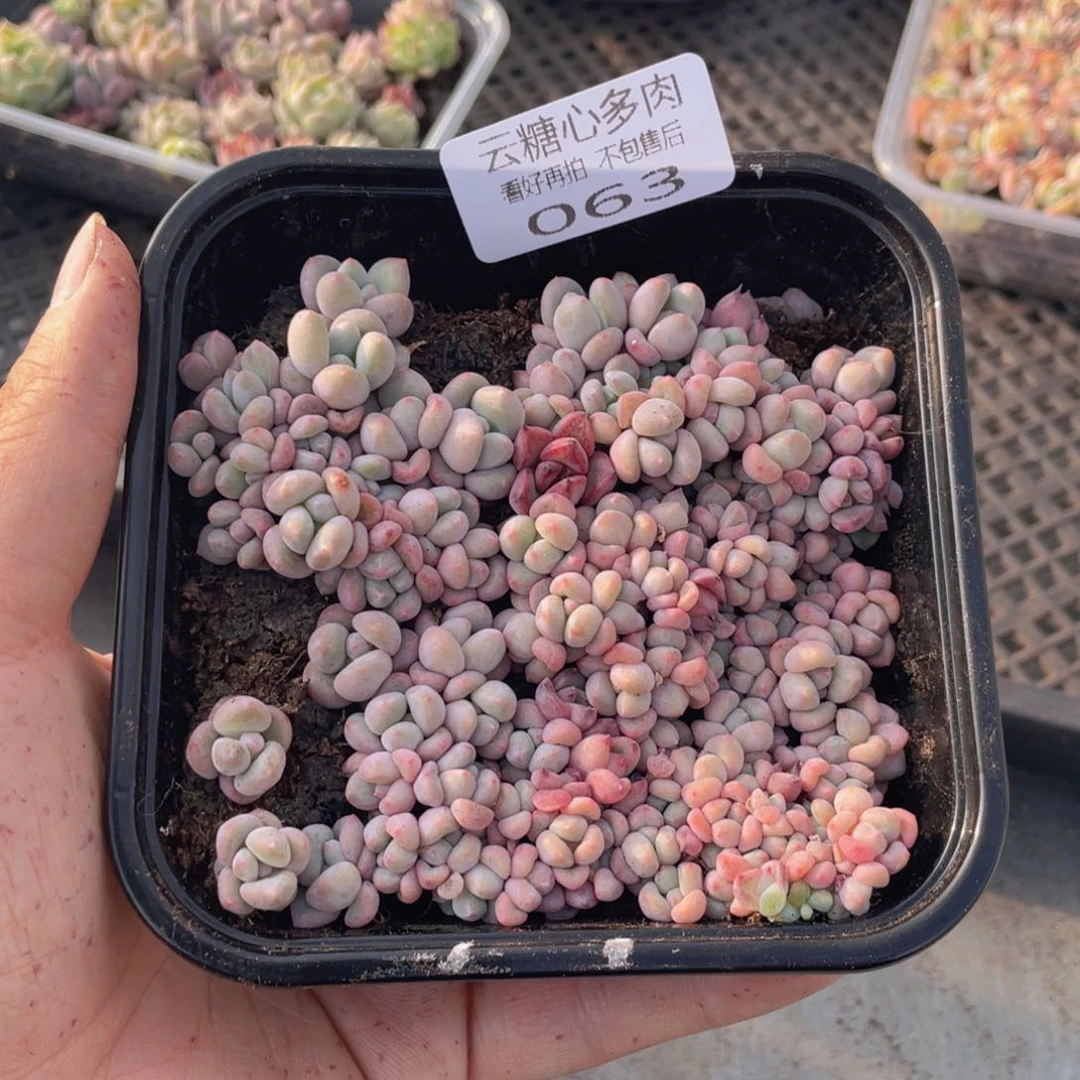 云糖心多肉植物63