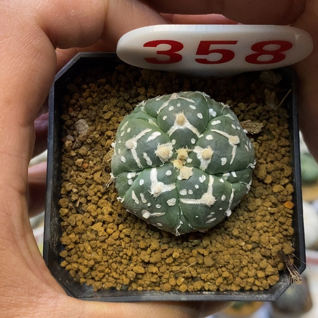 358福利特价来了啦