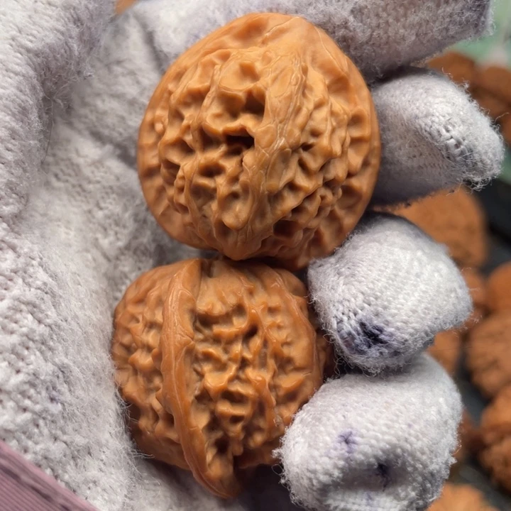 核桃34尺秦岭野生金公子