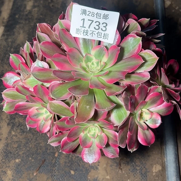 1733七彩石多肉植物