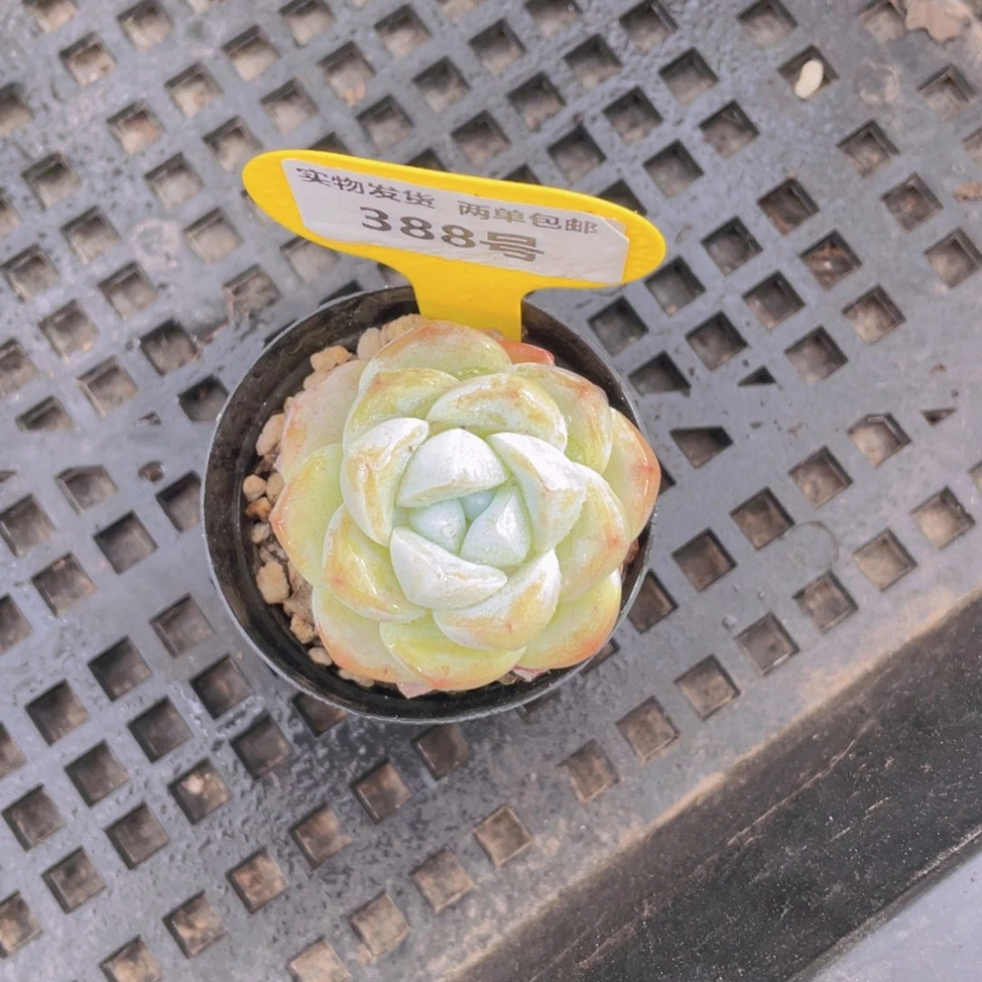 388号 琥珀冰玉单头一个