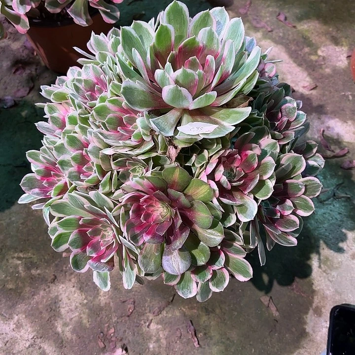 多肉植物孔雀翎00589