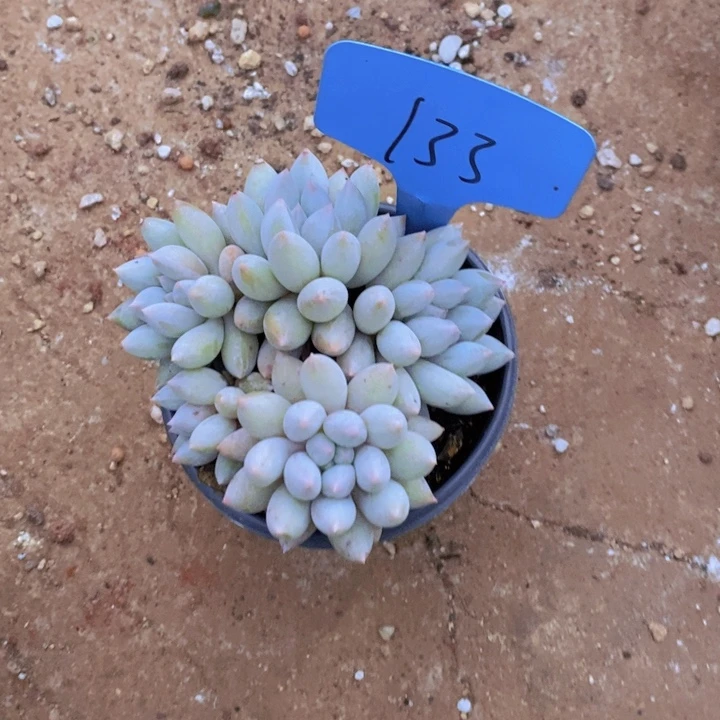 你们先回去哈们明天早上