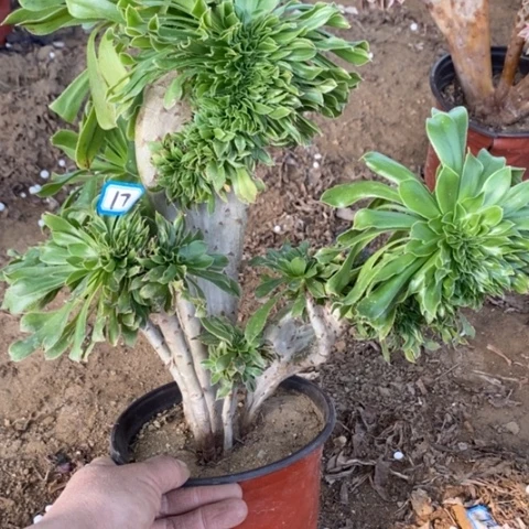 原始绿缀一物一拍