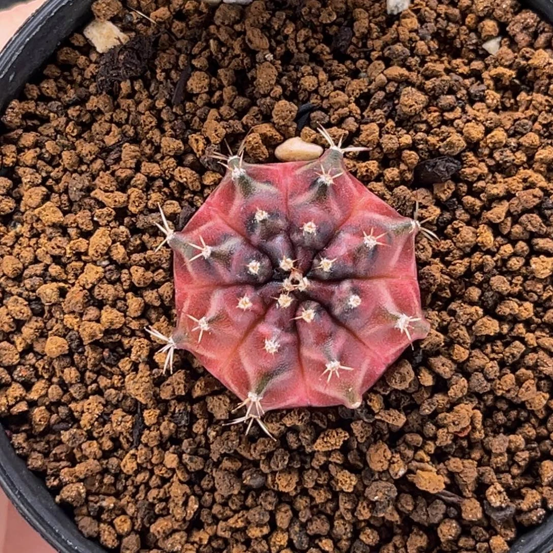 乌贼B 米哈仙人球