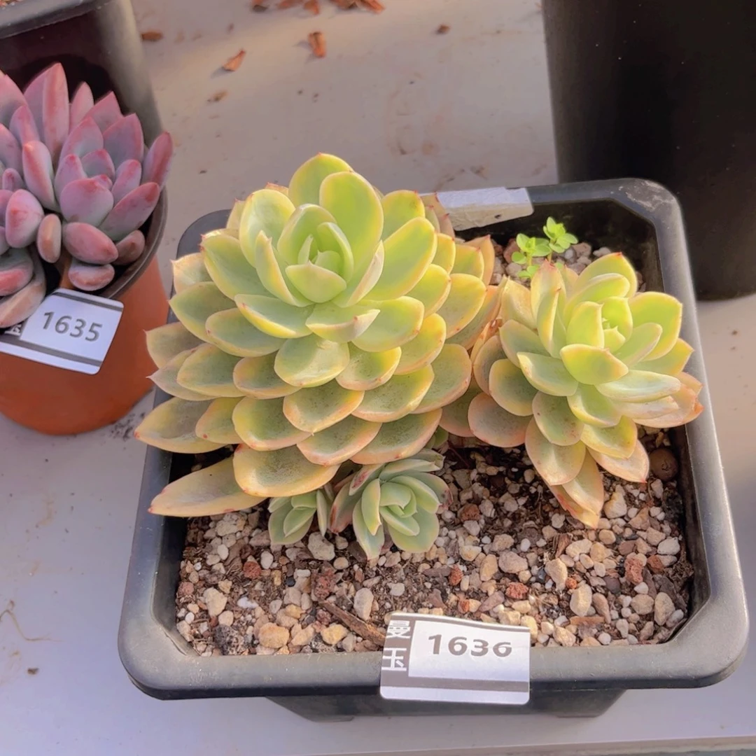 丝绸面纱锦多肉植物1636