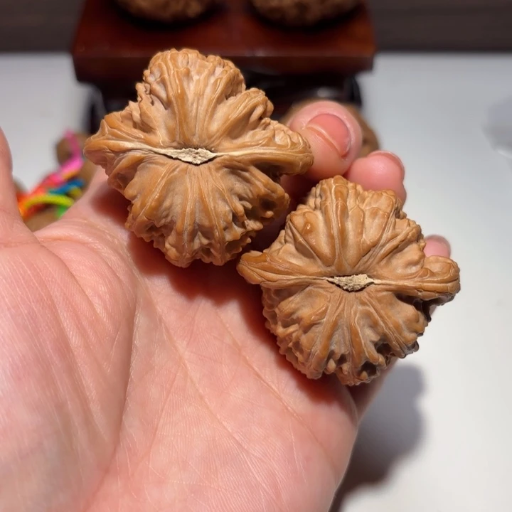 核桃43尺寸白狮子