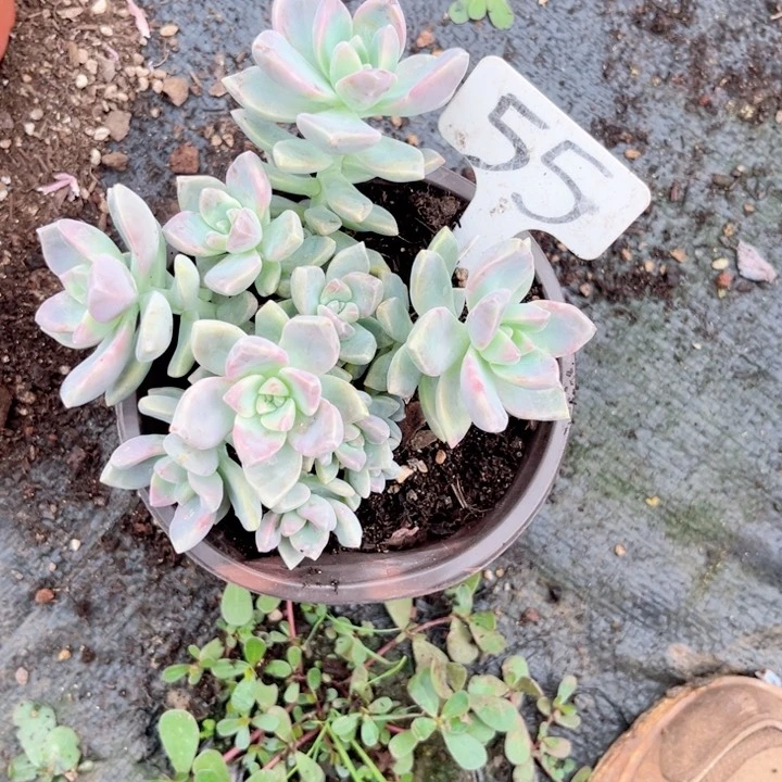 晨语多肉一物一拍55