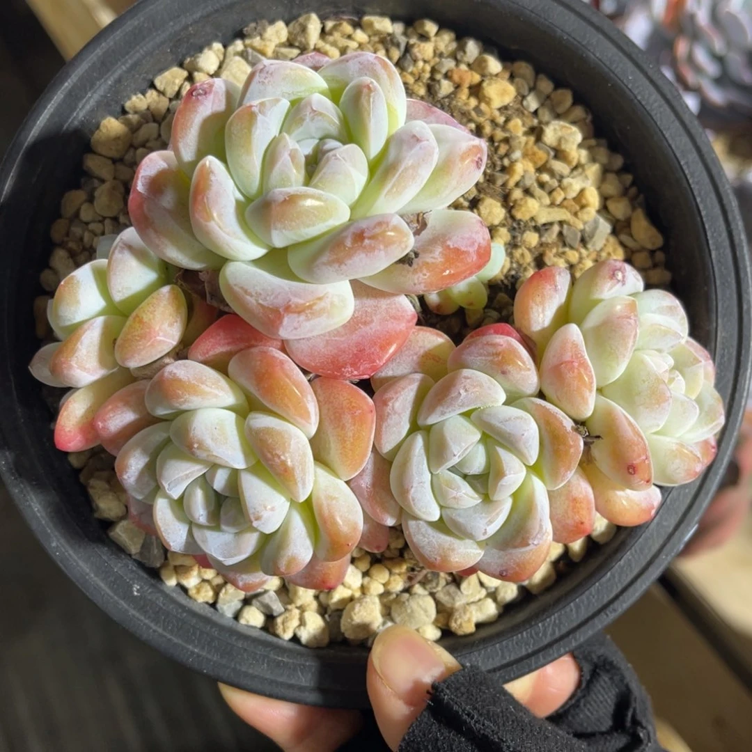 冰玉老桩 一物一拍不支持退换