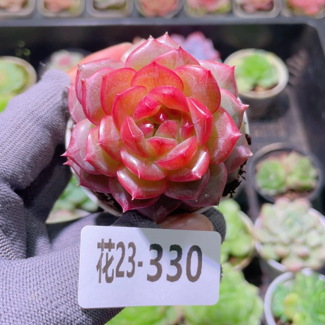 花利美23-330福利珍妮