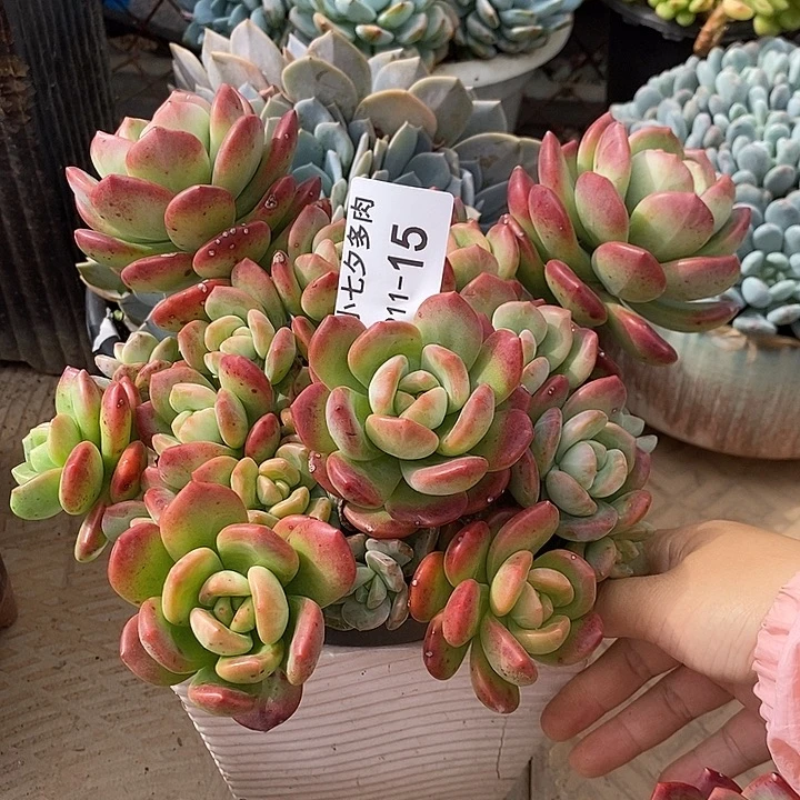 记得拍冷链拉萨15