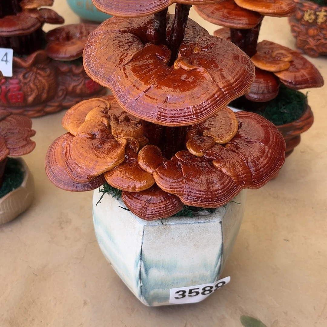 无花朵灵芝是我国著名植物