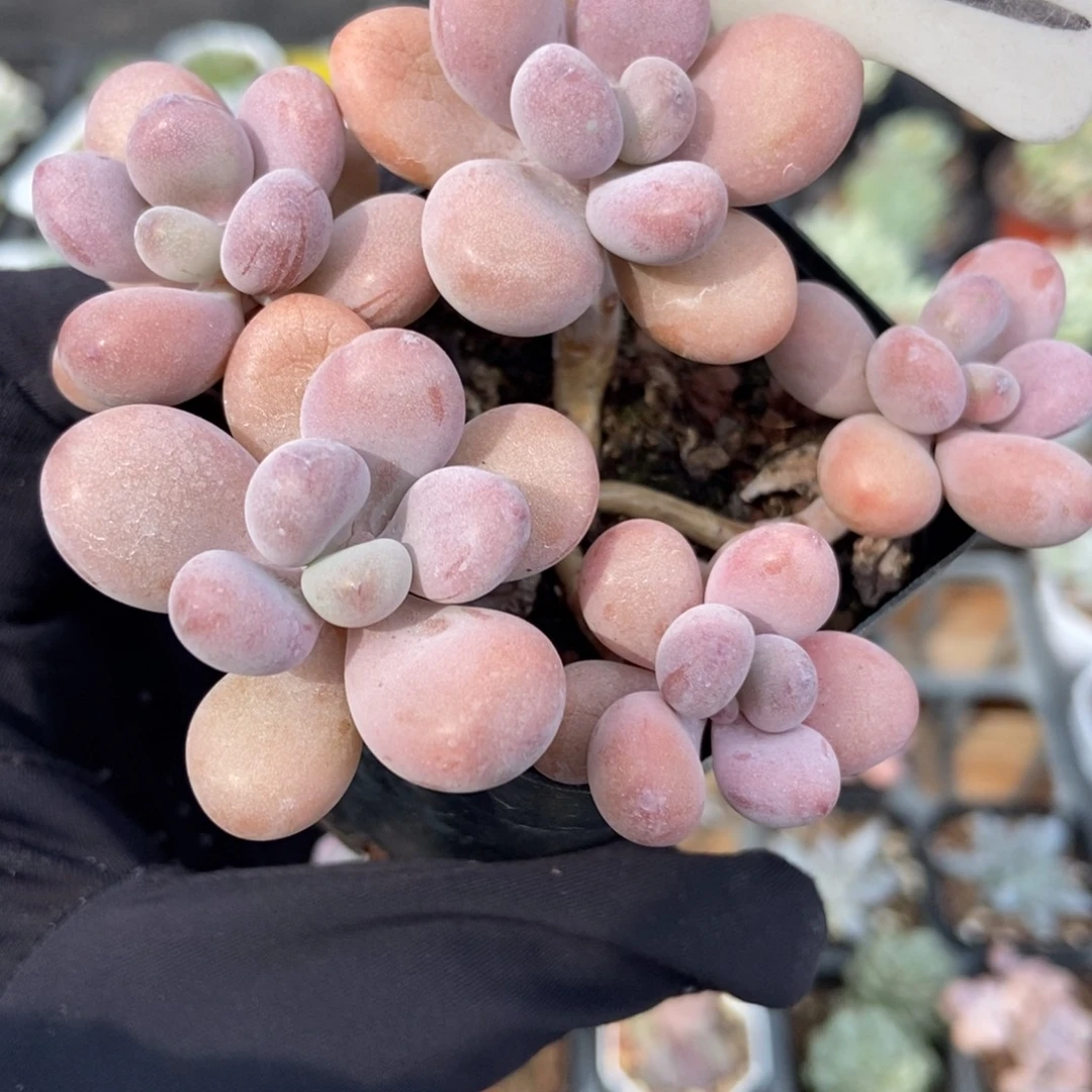 902桃蛋多肉植物多肉
