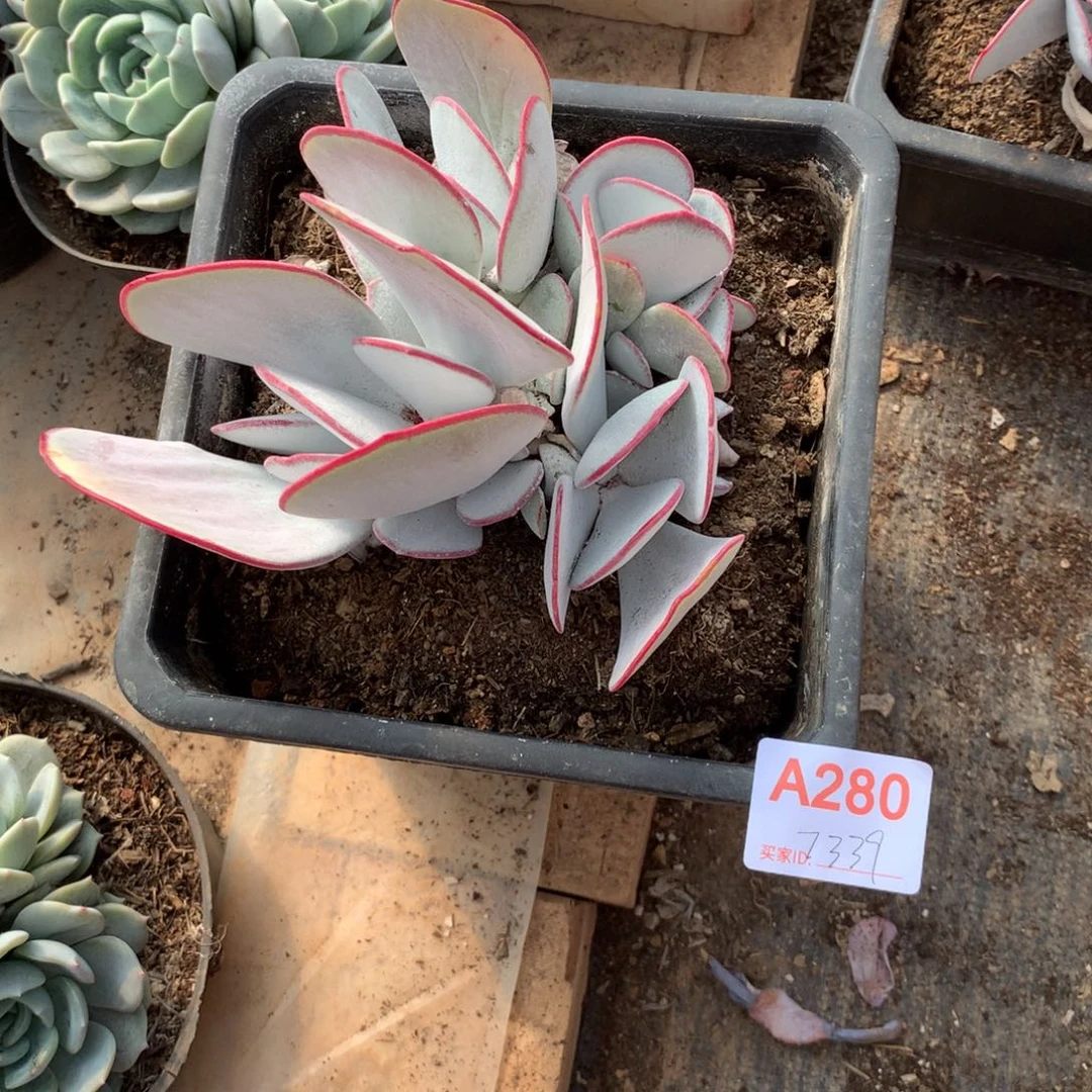 默***沉百媚群生多肉植物