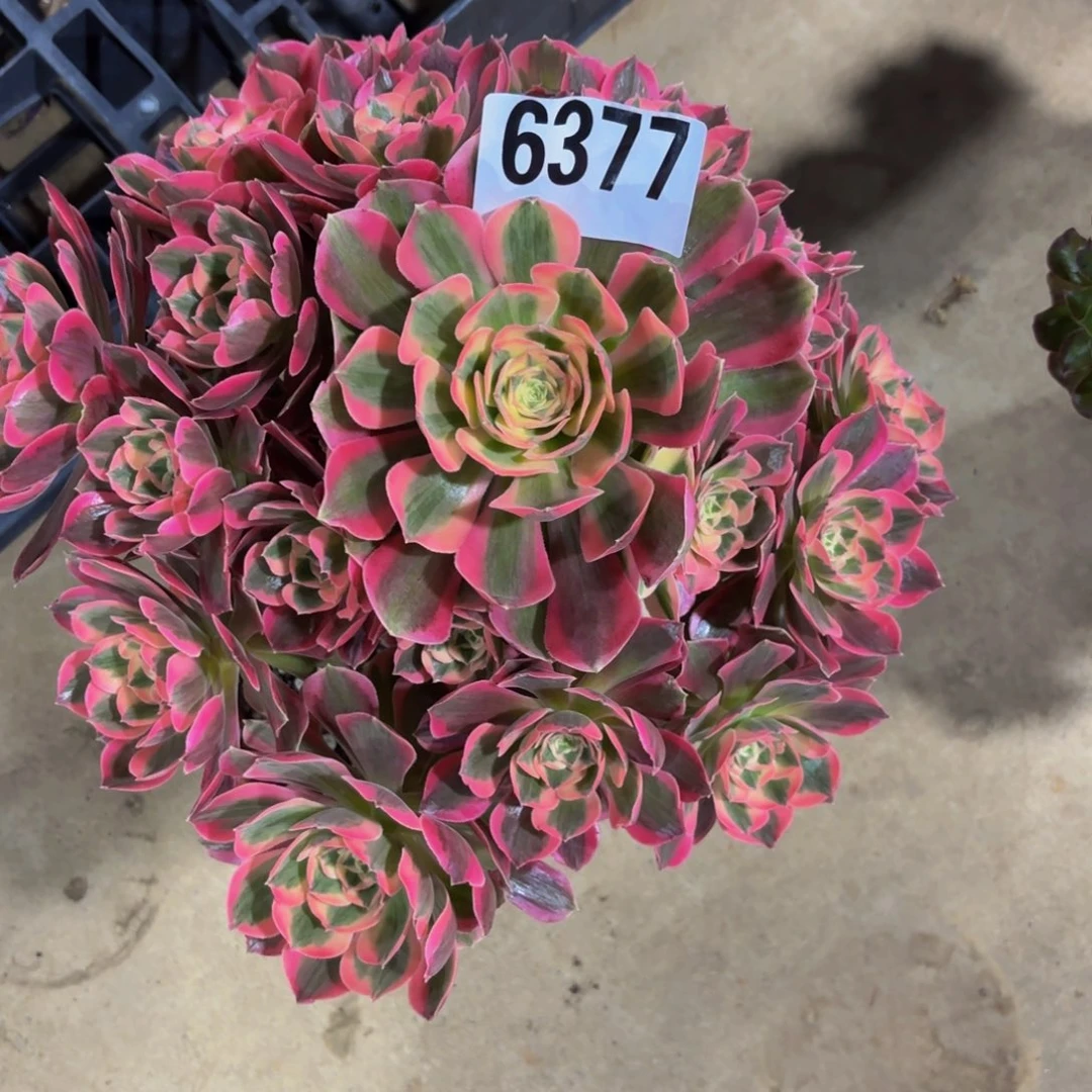 无花朵6377粉女巫111111