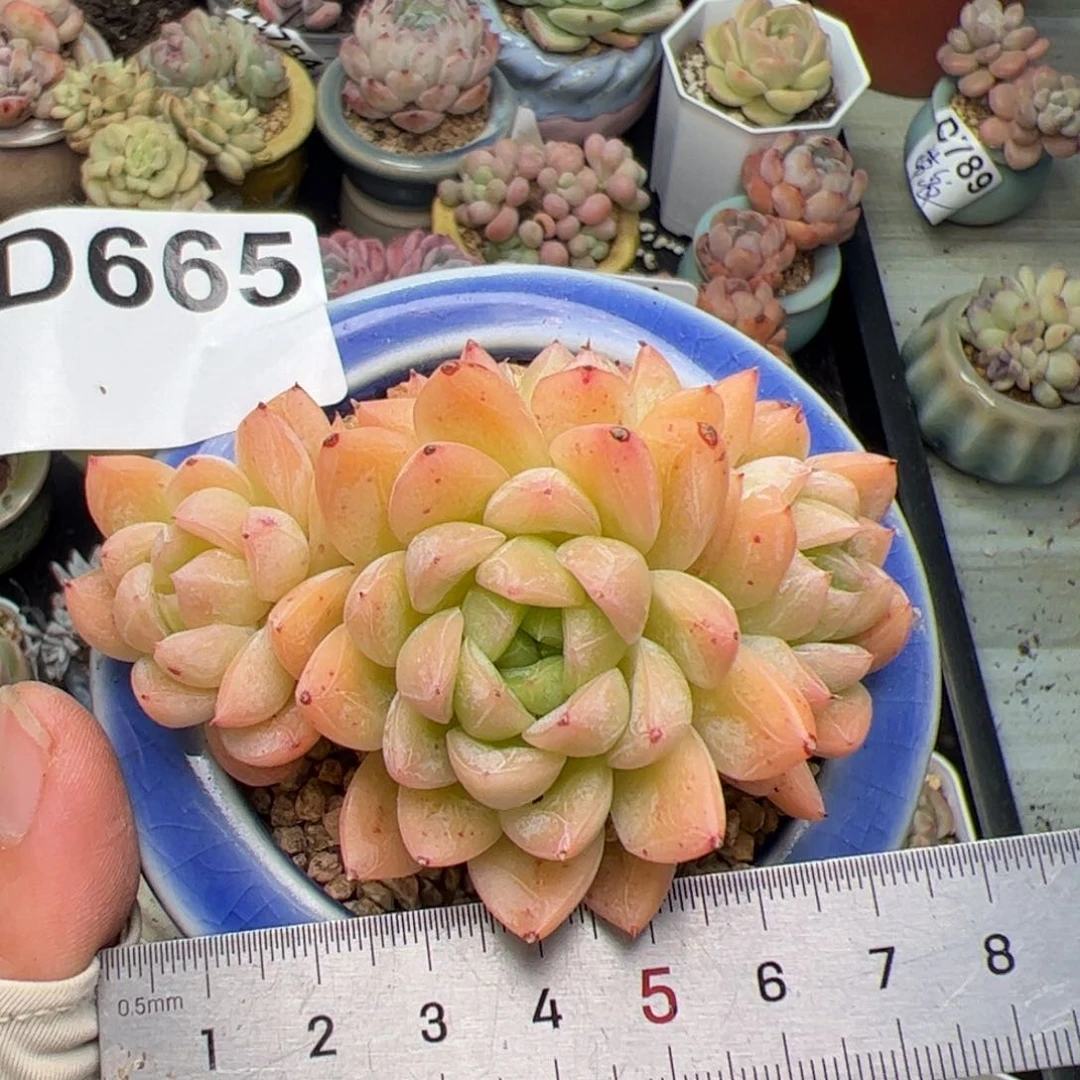 665多肉植物组合盆栽