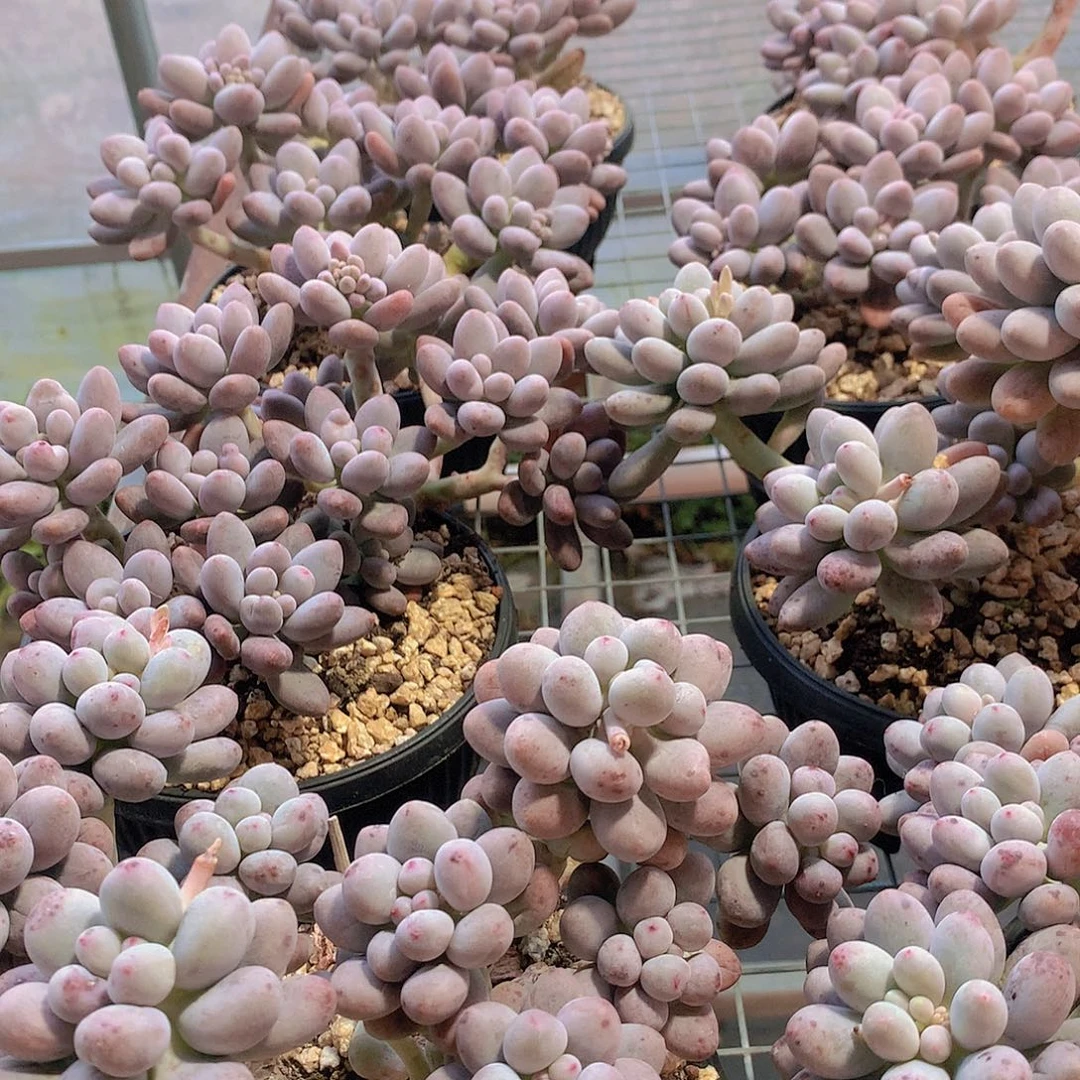 桃花奶eryuiioppppppppp