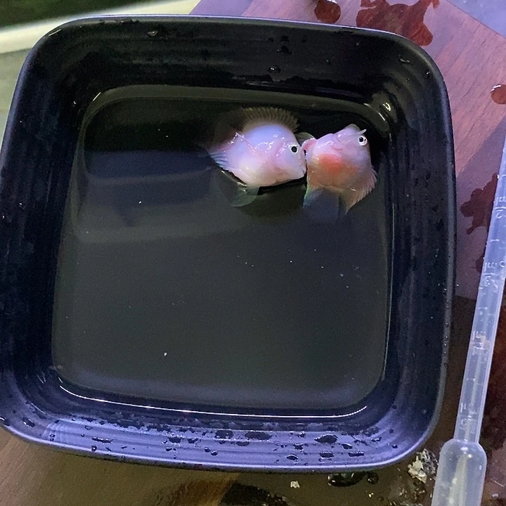 海水鱼胭脂粉种鱼一对