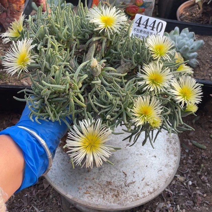 国**果440号天赐多肉植物
