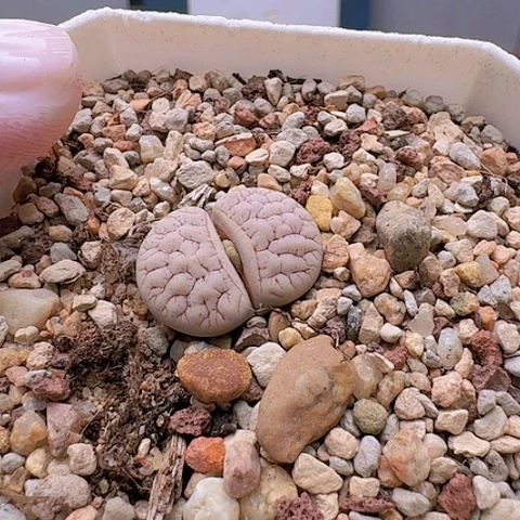 2216,261荒玉母本粉底红纹脑纹带盆