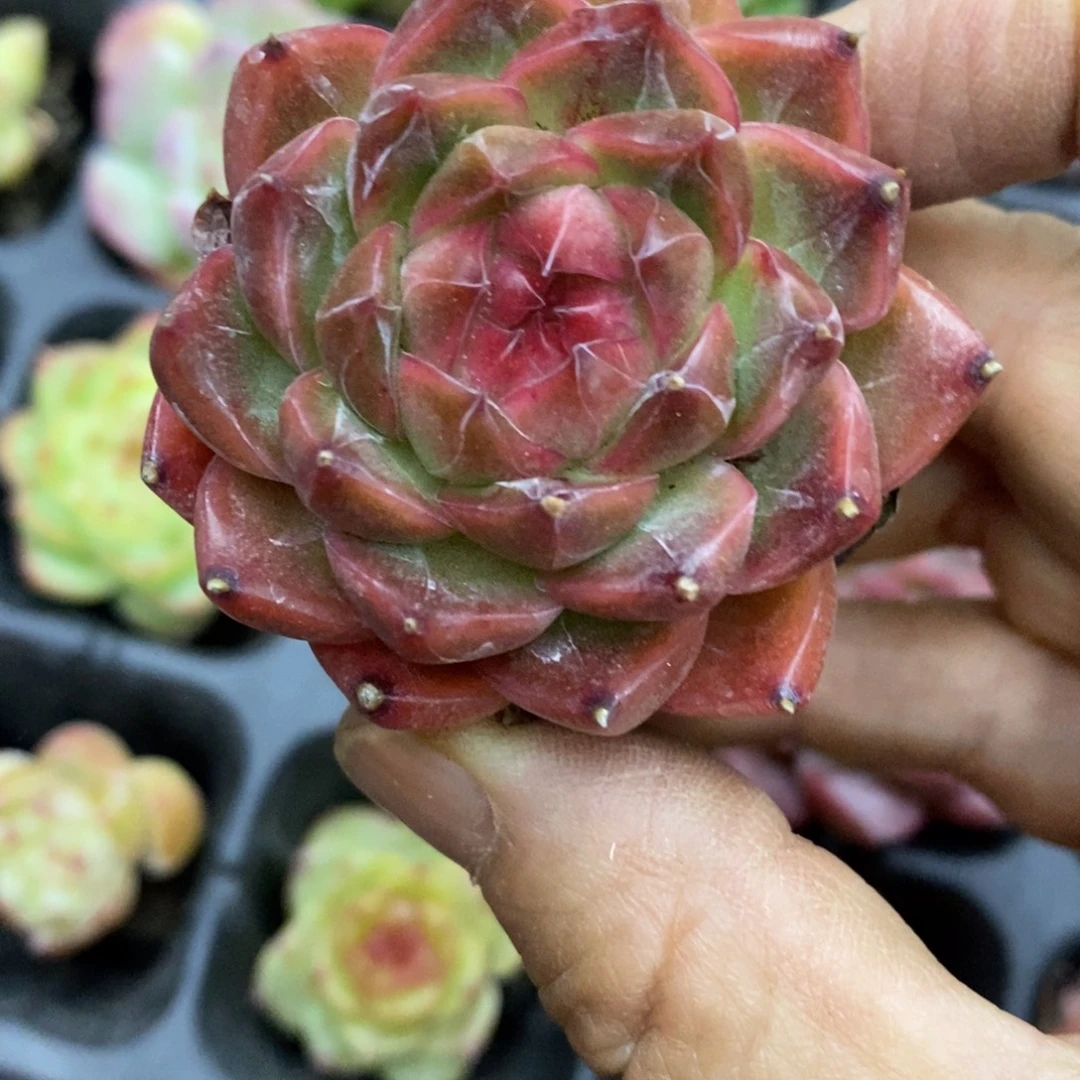 精品多肉一物一拍不包整227