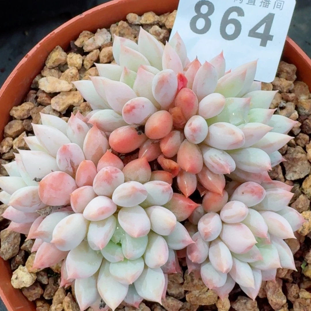 东方明珠      愿你一路坦途，乘风破浪展宏图