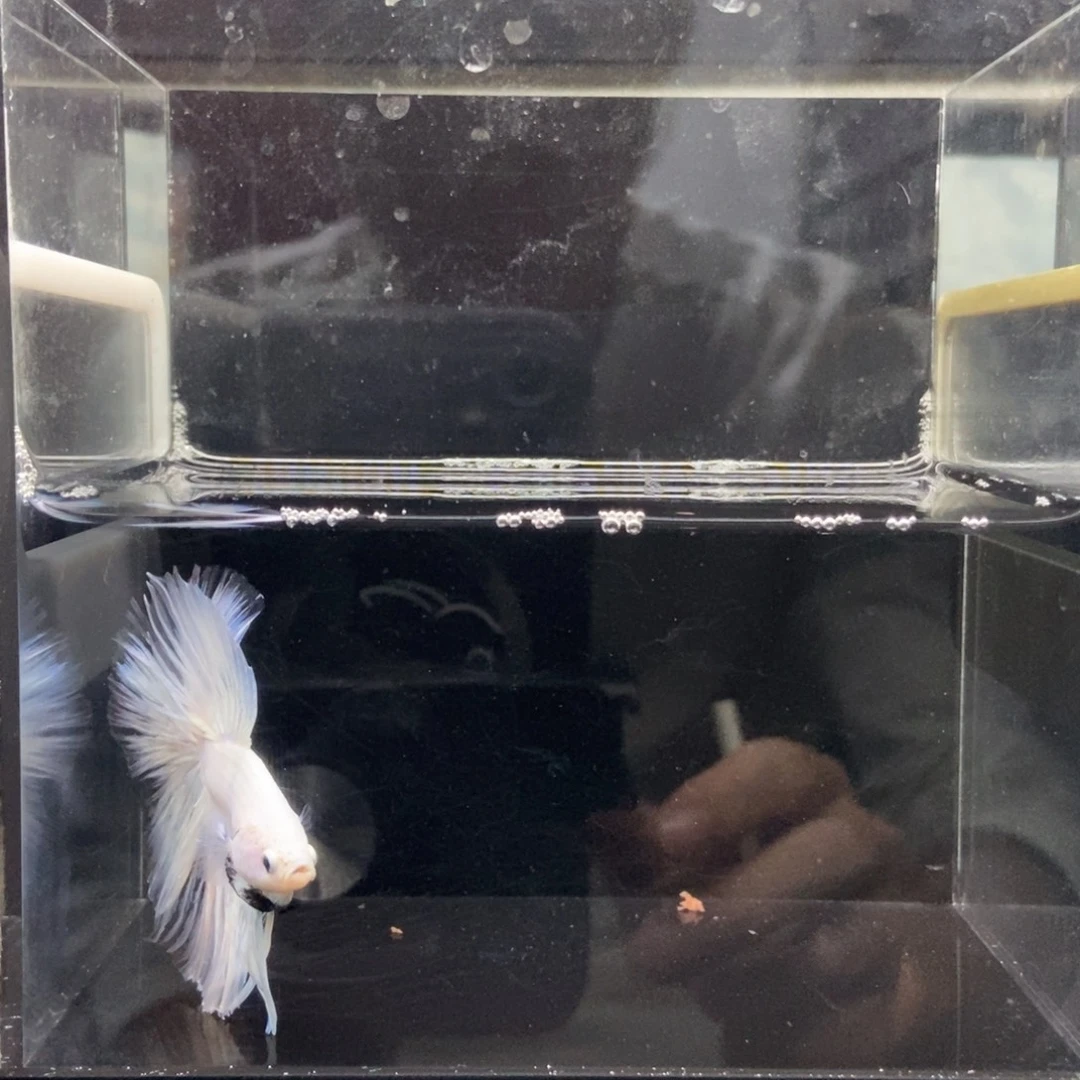 海水鱼哈哈啊哈哈哈啊236