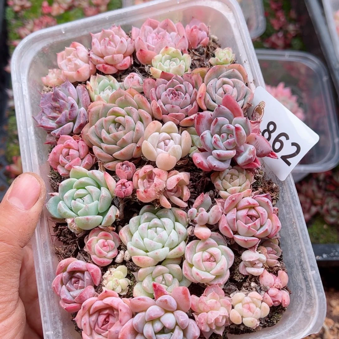 多肉植物多肉植物