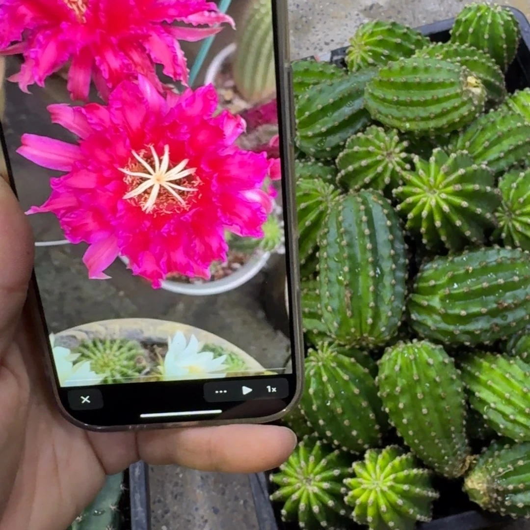 219毛花柱红怕怕歪无根侧牙4公分左右，20包邮